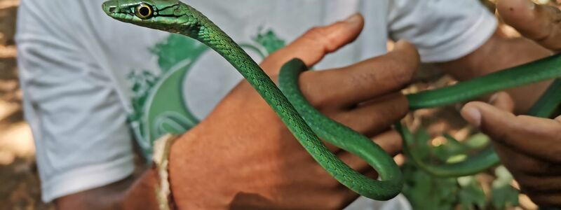 Ein Principe-Smaragdnatter  - Foto: Patricia Guedes/Universität Oxford/dpa