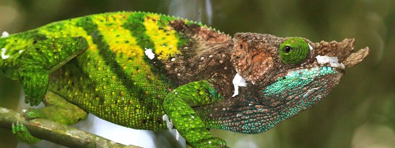 Eine Madeira-Eidechse - Foto: Ricardo Rocha/Universität Oxford/dpa