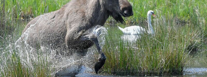 Experten glauben, dass sich die Tiere künftig wieder dauerhaft in Deutschland ansiedeln könnten. (Symbolbild) - Foto: Patrick Pleul/dpa-Zentralbild/dpa