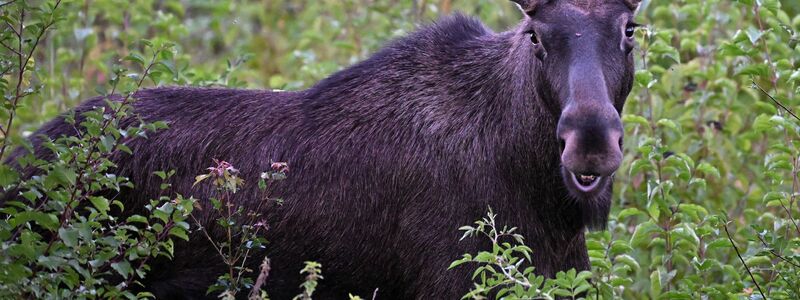 Elch Emil war im Sommer auf Wanderschaft durch Österreich. Auch im Osten Deutschlands werden immer wieder Elche gesichtet. (Archivbild) - Foto: Helmut Fohringer/APA/dpa