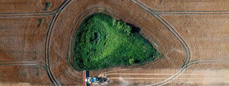 Die Agrarwirtschaft befürchtet, dass Landwirte künftig weniger EU-Geld bekommen. (Archivbild)  - Foto: Jens Büttner/dpa