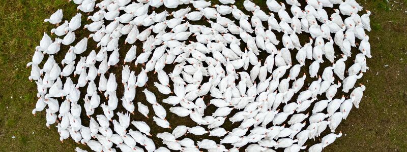 Schnatter, schnatter: Zuchtgänse laufen über eine Wiese in Sachsen. (Archivbild) - Foto: Robert Michael/dpa