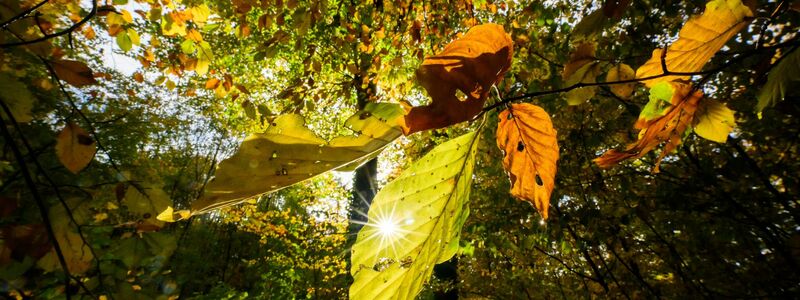 Im Laufe der Woche sind mancherorts Temperaturen bis 20 Grad möglich - Foto: Julian Stratenschulte/dpa