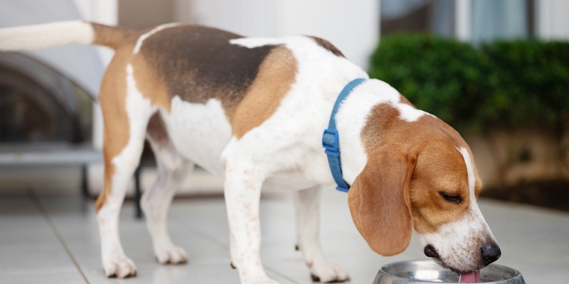 Wenn der Hund plötzlich ständig Durst hat: Diabetes erkennen und behandeln - Foto: presseportal.de