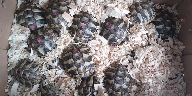 Bundespolizeidirektion München: Schildkröten gerettet / Bundespolizei unterbindet mutmaßlich illegalen Tiertransport - Foto: presseportal.de