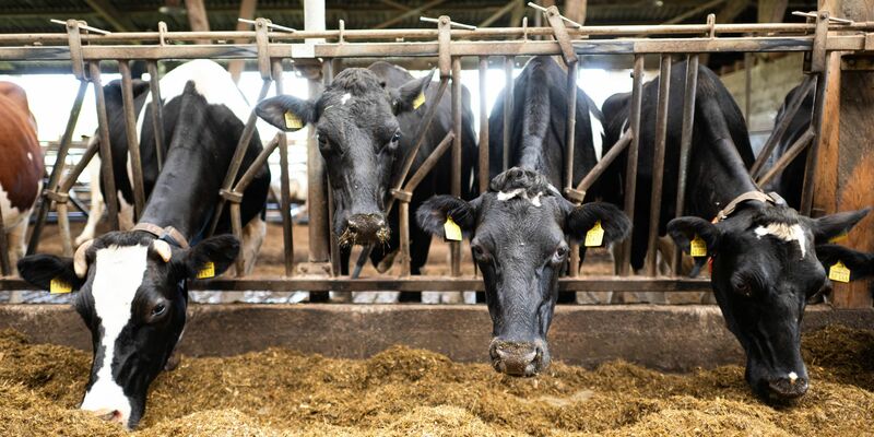 Schon im vergangenen Jahr waren nach Bauernprotesten in der EU Erleichterungen für Landwirte beschlossen worden. (Archivfoto) - Foto: Sina Schuldt/dpa
