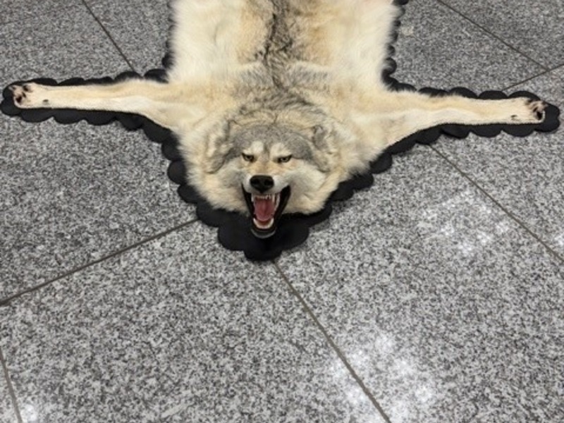 HZA-F: Zoll am Frankfurter Flughafen stellt Wolfsfell im Reiseverkehr sicher - Foto: presseportal.de