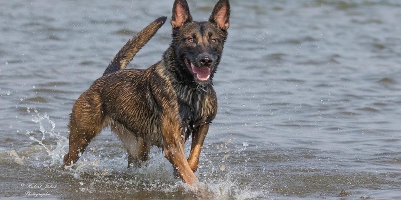 POL-K: 251111-2-K Mehrere Wohnungen von mutmaßlichem Drogendealer durchsucht - Drogen und Bargeld sichergestellt - Foto: presseportal.de