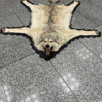 Der Zoll am Frankfurter Flughafen entdeckte ein Wolfsfell im Gepäck eines Reisenden. (Handout) - Foto: -/Zoll/dpa