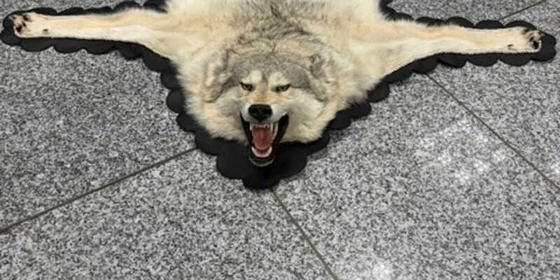 Der Zoll am Frankfurter Flughafen entdeckte ein Wolfsfell im Gepäck eines Reisenden. (Handout) - Foto: -/Zoll/dpa
