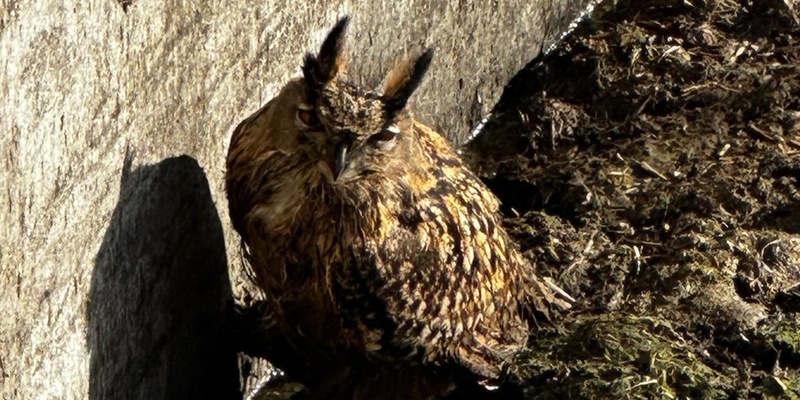 FW-EN: Tierrettungseinsatz in Linderhausen. Eule muss gerettet werden. - Foto: presseportal.de