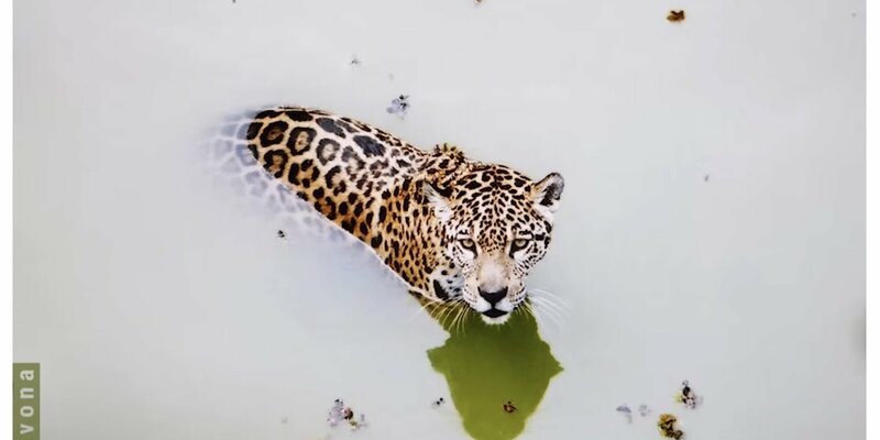 Cover: AMAZÔNIA - Foto: Parma Recordings über pressetext.de