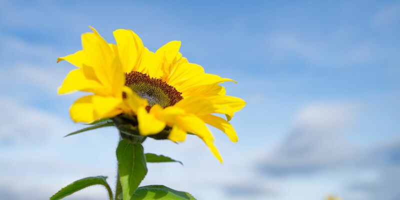 Besonders der Süden profitiert von der Wetterlage.  - Foto: Uwe Anspach/dpa
