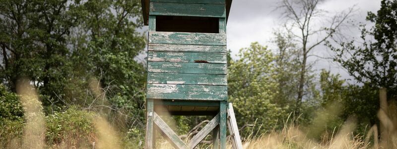Von einem Hochsitz sichtet ein Jäger im nördlichen Rheinland-Pfalz ein größeres katzenartiges Tier. (Symbolbild) - Foto: Tim Würz/dpa