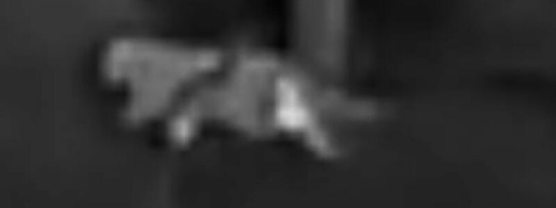 Die Schwarz-Weiß-Aufnahmen des Jägers zeigen die vermeintliche Großkatze. - Foto: Privat/VG Altenahr/dpa