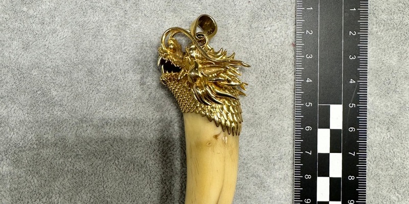 HZA-F: Zoll am Frankfurter Flughafen beschlagnahmt Goldkette mit Tigerzahn im Reiseverkehr - Foto: presseportal.de