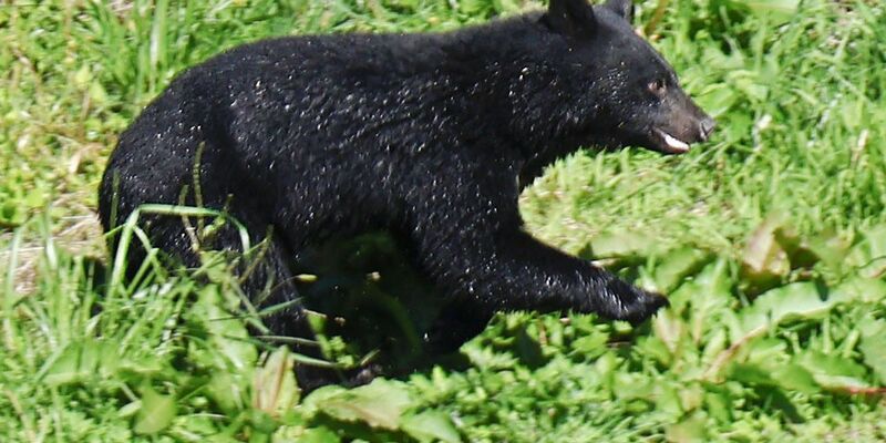Laut Japans Umweltministerium wurden seit April landesweit 13 Menschen durch Bären getötet. (Archivbild) - Foto: Uncredited/kyodo/dpa