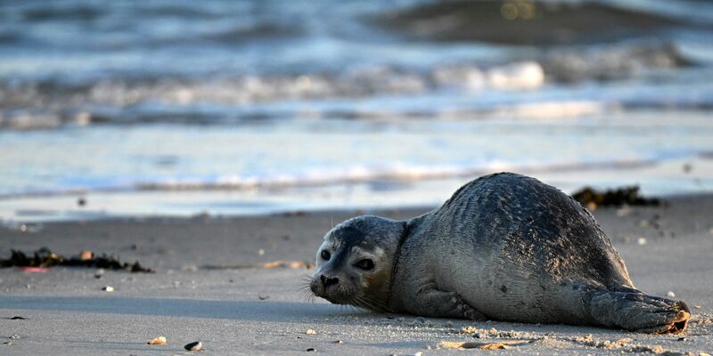 Seehunde zählen zu den größten Meeresraubtieren im Wattenmeer. (Archivbild) - Foto: Federico Gambarini/dpa
