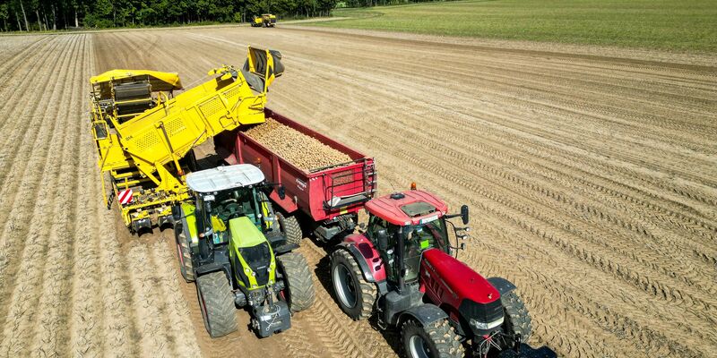 Die Kartoffelbauern haben in diesem Jahr eine sehr gute Ernte eingefahren - es sind sogar zu viele Kartoffeln, die Preise sind relativ schlecht. (Archivfoto) - Foto: Jan Woitas/dpa