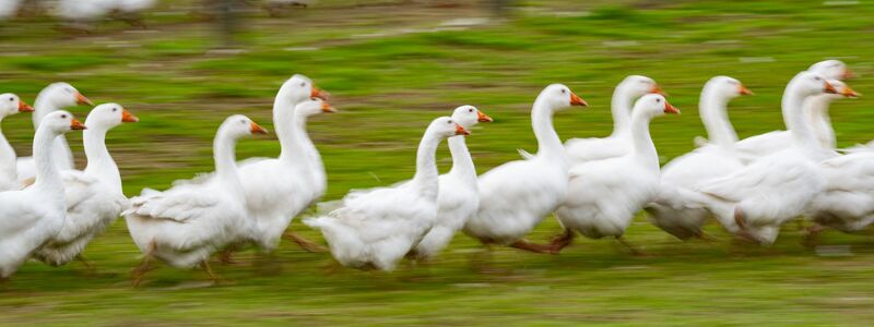 Rund um den Martinstag und Weihnachten ist Hochsaison für Gänsehalter. (Archivbild) - Foto: Robert Michael/dpa
