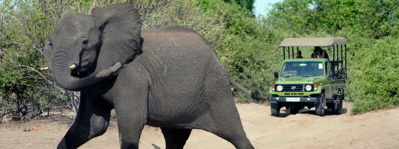Auf den Aufstieg folgte nach einer Elefantenjagd ein tiefer Sturz. (Archivfoto) - Foto: Thomas Schulze/dpa