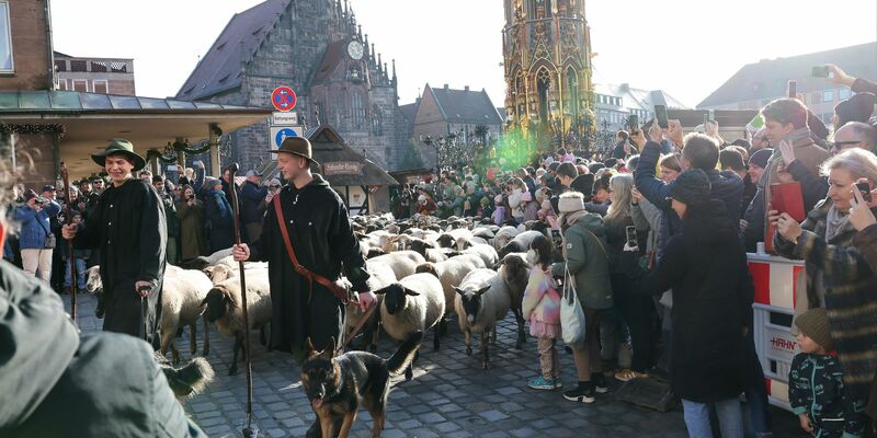 Eine Herde mit 600 Schafen ist in Nürnberg mitten durch die Stadt zu ihren Winterweiden gezogen. - Foto: Daniel Löb/dpa