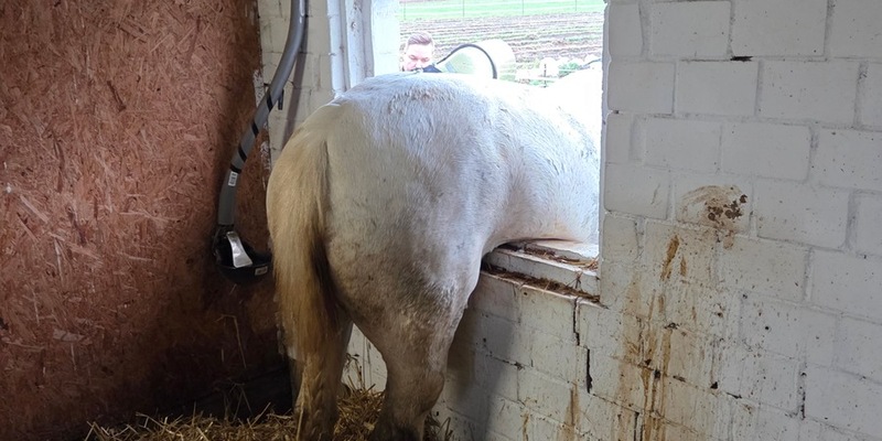 FW Datteln: Pferd Pirat versucht Flucht durch Stallfenster - Foto: presseportal.de
