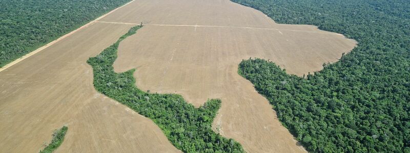 Die Landwirtschaft ist einer der Hauptgründe für Entwaldung: oft Viehzucht, hier der Anbau von Soja, das oft als Tierfutter genutzt wird. - Foto: Larissa Schwedes/dpa