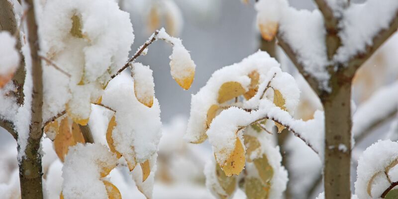 In den ersten Regionen klopft zum Beginn der Woche der Winter mit Schneefällen an (Archivbild). - Foto: Matthias Bein/dpa