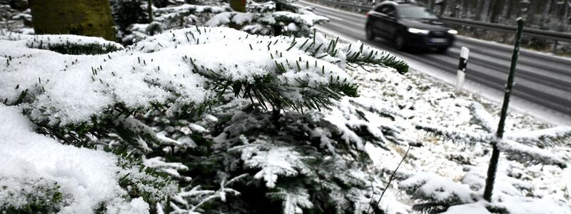Auf dem Kahlen Asten im Sauerland wurden die ersten Tannen mit Schnee bedeckt.  - Foto: Federico Gambarini/dpa