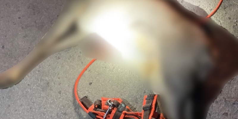 LPI-EF: Polizei sucht Hundehalter nach Jagdwilderei im Steiger und weist auf Leinenpflicht hin - Foto: presseportal.de