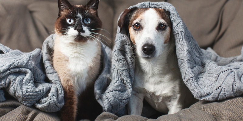 Jetzt schon an Silvester denken: Vierbeiner ohne Angst durch die Knallerei bringen - Foto: presseportal.de