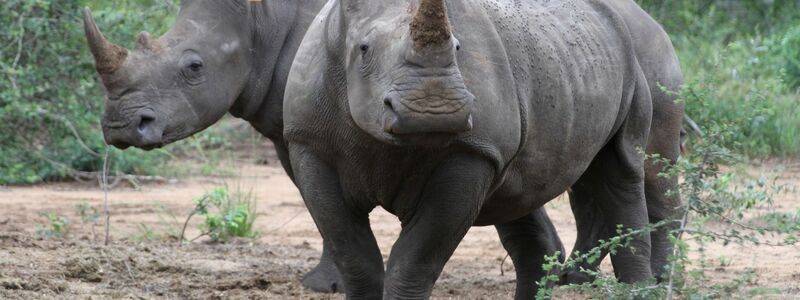 Die Hörner von Nashörnern sind heiß begehrt - vor allem in Asien. - Foto: Kristin Palitza/dpa