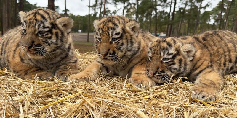 Diese drei Tigerbabys wurden im Serengeti-Park in Hodenhagen geboren. - Foto: -/Serengeti-Park Hodenhagen/dpa