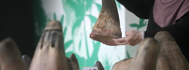 Eine Mitarbeiterin des National Parks Board (NParks) zeigt die 20 beschlagnahmten Nashorn-Hörner in Singapurs Zentrum für Wildtier-Forensik. - Foto: Then Chih Wey/XinHua/dpa