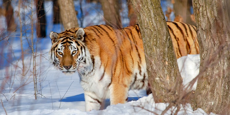 Terra X: Asien im ZDF / Siebenteilige ZDF/BBC-Naturdoku-Reihe über einen faszinierenden Kontinent - Foto: presseportal.de