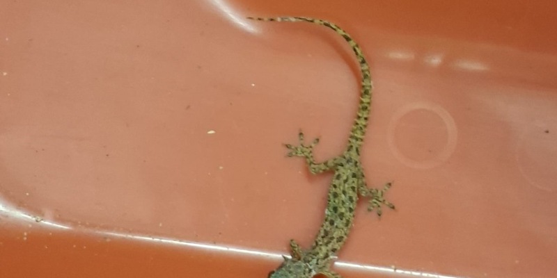 HZA-D: Zoll stoppt blinden Passagier im Koffer - Foto: presseportal.de