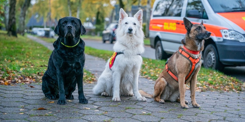 Hilfe kennt keine Feiertage: DLRG Rettungshunde im Einsatz - Foto: presseportal.de