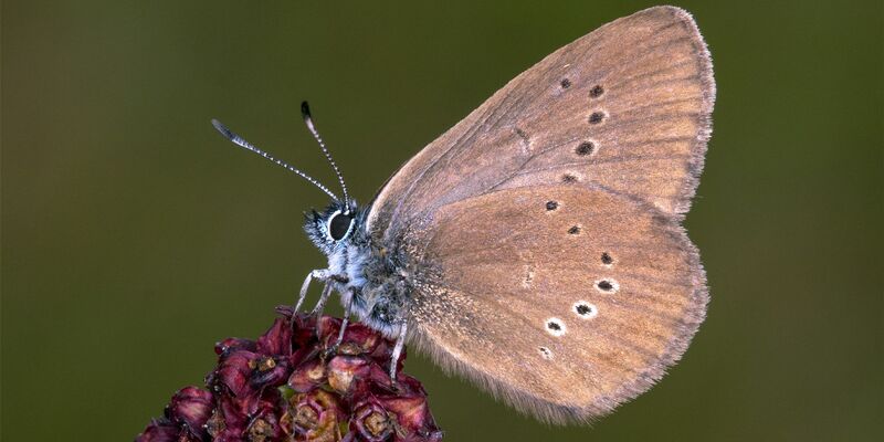 Der Dunkle Wiesenknopf-Ameisenbläuling ist der «Schmetterling des Jahres» 2026 . - Foto: Tim Laussmann/BUND/dpa