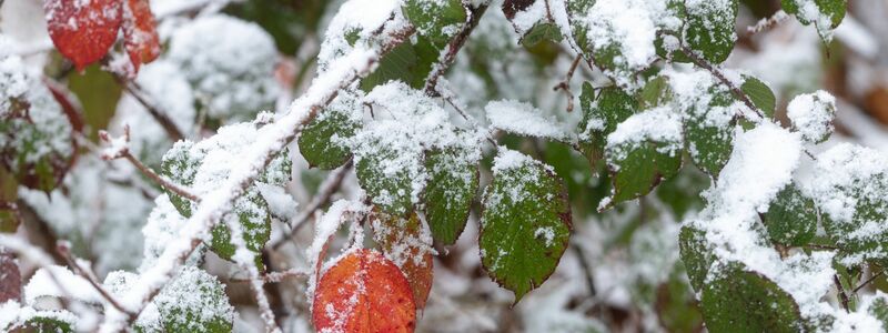DWD: In den Alpen und im südlichen Vorland sind leichte Schneefälle möglich.  - Foto: Michael Reichel/dpa