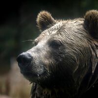 In British Columbia in Kanada gab es Verletzte beim Angriff eines Grizzlybärs auf eine Schulklasse. (Symbolbild) - Foto: Brontë Wittpenn/San Francisco Chronicle via AP/dpa