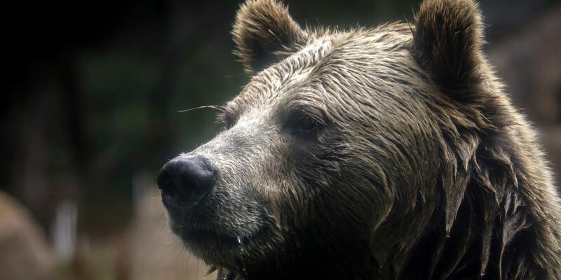 In British Columbia in Kanada gab es Verletzte beim Angriff eines Grizzlybärs auf eine Schulklasse. (Symbolbild) - Foto: Brontë Wittpenn/San Francisco Chronicle via AP/dpa