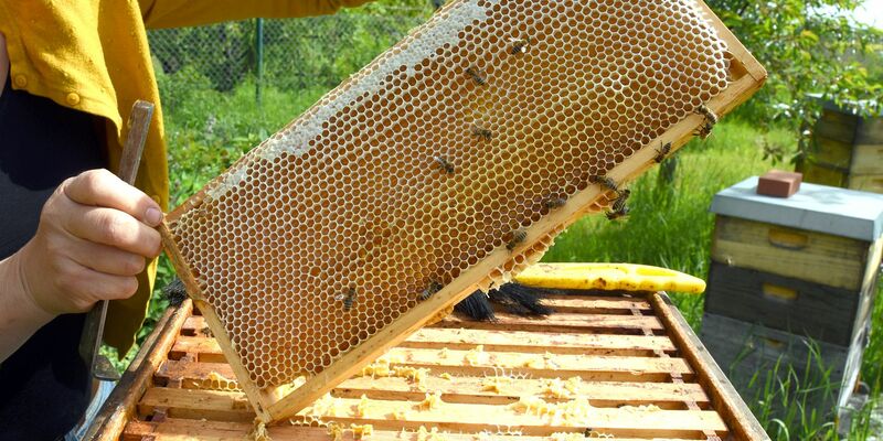 Eine Imkerin bei der Arbeit - in der Wabe dürfte jede Menge Honig sein. (Symbolfoto) - Foto: Waltraud Grubitzsch/dpa
