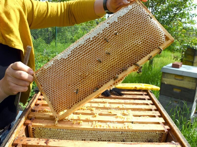 Eine Imkerin bei der Arbeit - in der Wabe dürfte jede Menge Honig sein. (Symbolfoto) - Foto: Waltraud Grubitzsch/dpa