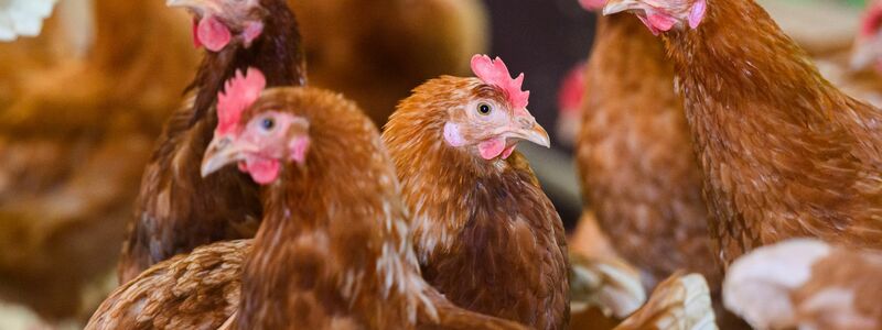 Ein mit dem Vogelgrippevirus H5N5 infizierter Mensch ist in den USA gestorben. (Symbolbild) - Foto: Julian Stratenschulte/dpa