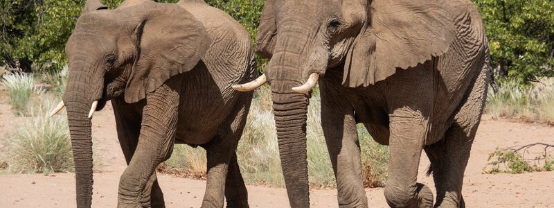 Namibia möchte gerne Elfenbein aus Lagerbeständen verkaufen. (Archivbild) - Foto: Andreas Drouve/dpa-tmn