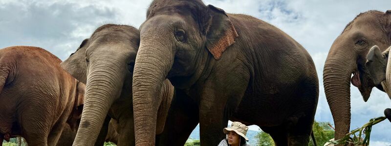 Das Lebenswerk der Elefantenflüsterin ist beeindruckend. - Foto: Carola Frentzen/dpa