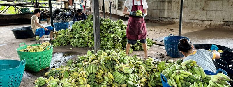 In der «Elefantenküche» werden täglich Tausende Bananen für die Tiere vorbereitet. - Foto: Carola Frentzen/dpa