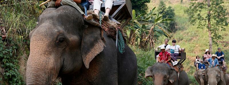 Noch immer werden Elefanten in Thailand für Touristenritte ausgebeutet - aber immer mehr Camps steigen auf eine tierfreundlichere Behandlung um. (Archivbild) - Foto: picture alliance / dpa