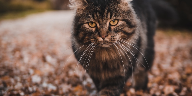  - Foto: PetYu (bluefrog pharma GmbH) über pressetext.de